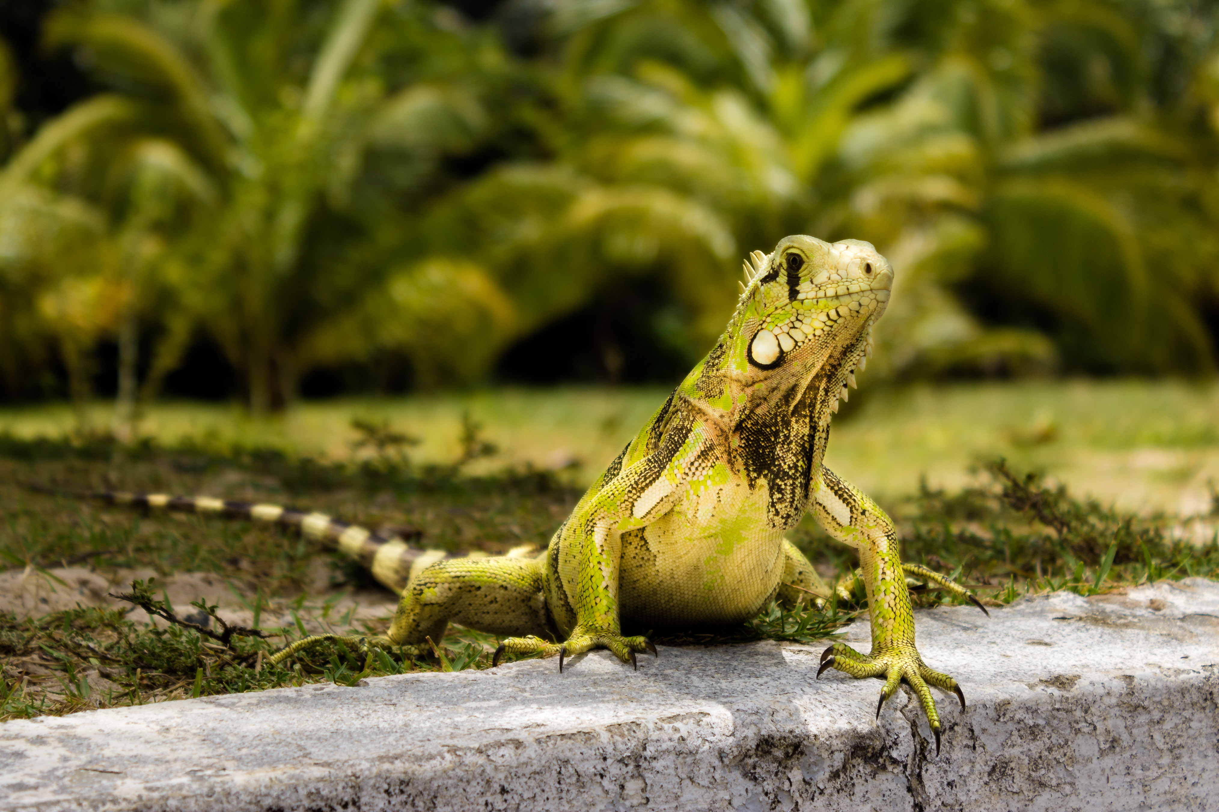 costa do sauipe-5213.jpg